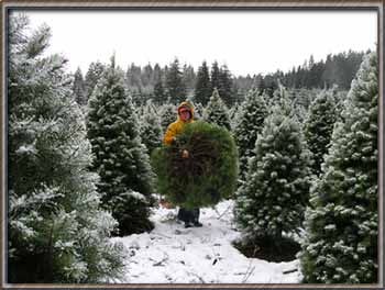 Christmas trees